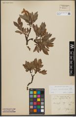 Foto von Salix waldsteiniana Willd.